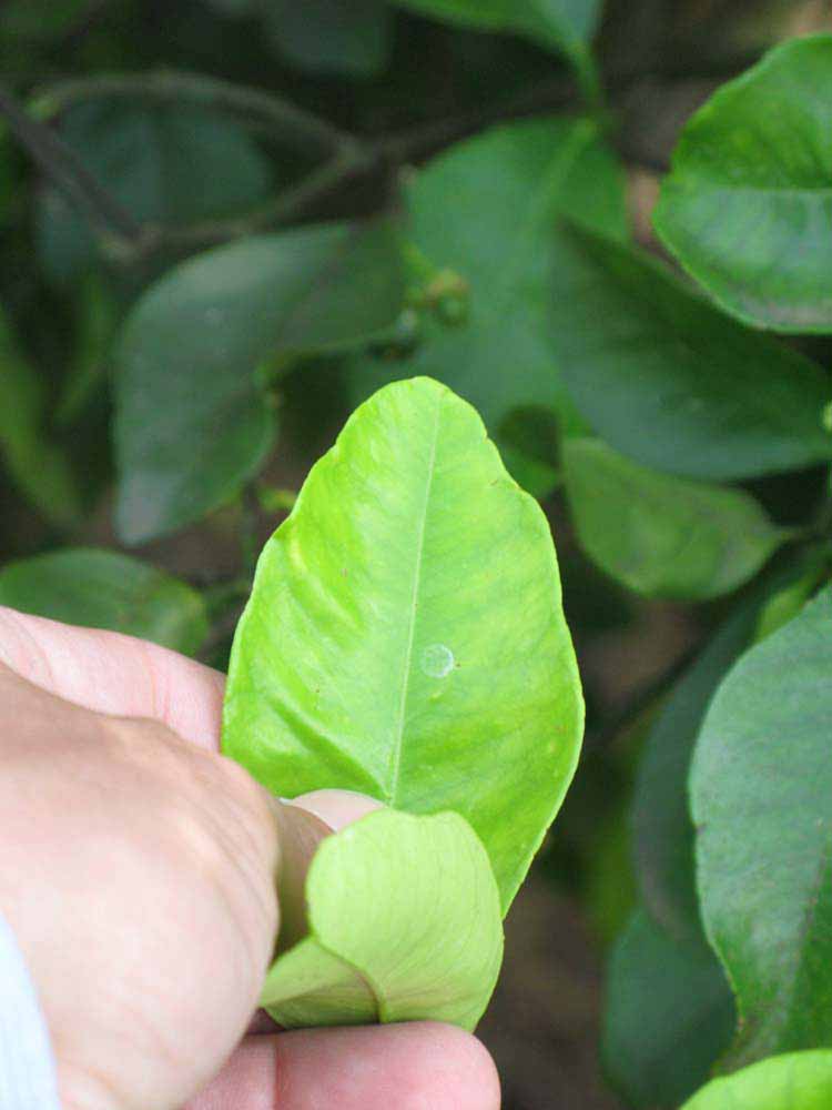              Margin (Winter Haven, FL)       